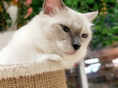 -藏猫猫咖啡主题馆(中央大道店)