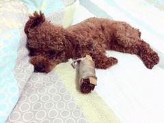 -特一安24小时宠物医院·骨科·中兽医