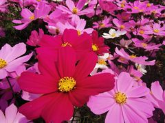 -天适樱花悠乐园