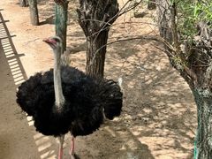 -鄂尔多斯野生动物园