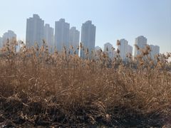 -前关湿地公园