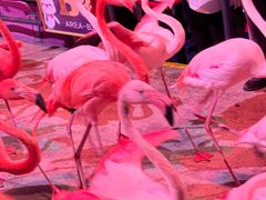 -广州长隆国际大马戏