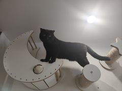 -楼上猫咖(罗湖店)