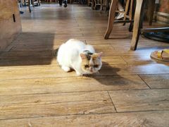 -more than meow吴止猫主题餐厅(承德 中船汇店)