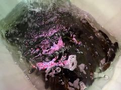 -金海椒罐罐鲢鱼(东方桂苑店)