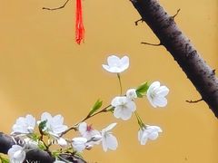 -龙华寺