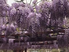 -嘉定紫藤园