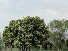 -汉长安城未央宫国家考古遗址公园