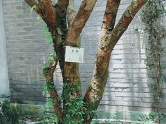 -杭州植物园