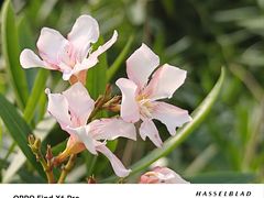 -中国科学院华南植物园