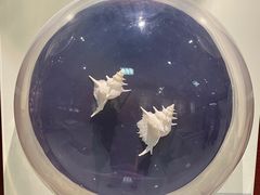 -青岛贝壳博物馆
