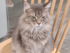 -楼上猫咖(罗湖店)