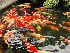 -香麒园·过桥米线·南湖雅宴
