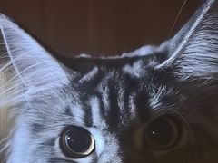 -见味花甲(福田coco park店)