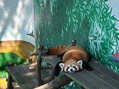 -西霞口神雕山野生动物世界