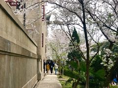 -武汉大学-樱园