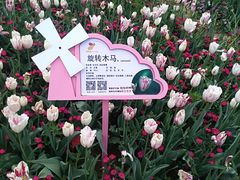 -荷兰花海