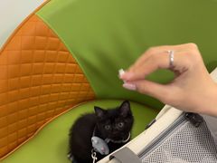 -北京观赏动物医院·24小时大型综合·猫专科·异宠专科