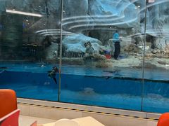 -帝企鹅自助餐厅•儿童岛•真企鹅(长隆企鹅酒店)