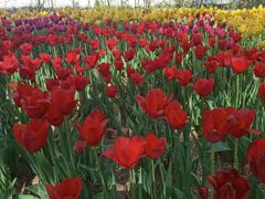 -国家植物园南园