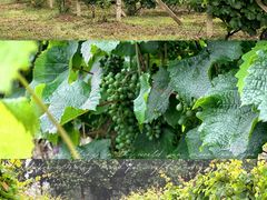 -安德鲁户外烧烤帐篷营地(马泉营店)