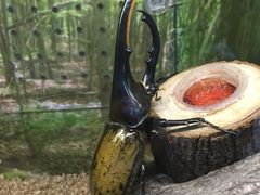 -上海大自然野生昆虫馆(东方明珠·爬宠昆虫探索中心)