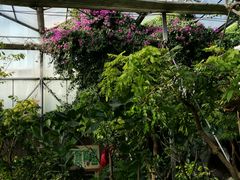 -呀路古热带植物园