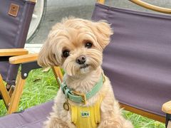 -J Create城市露营咖啡·简餐·宠物(上海动物园店)