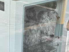 -瑞鹏宠物医院·夜间急症·心超·猫科(祖庙分店)