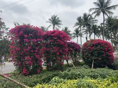-万绿园