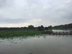 -大湾区中央湿地公园