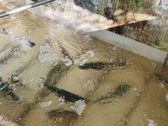 -姥家大锅台水库渔家