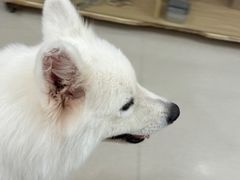 -共舞时光猫咖·狗咖(新街口店)