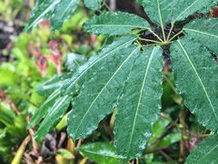 -热带雨林自然公园