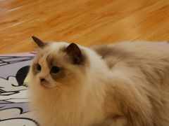 -momokira米努特·德文卷毛猫·棉花面纱犬