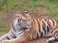 -西霞口神雕山野生动物世界