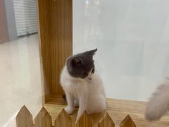 -慕斯荟