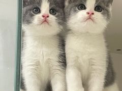 -lincat·猫舍(广州店)