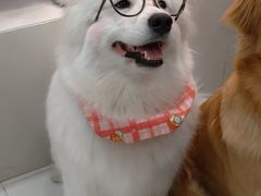 -汪说·狗咖·拼豆·宠物周边DIY(旺城大厦店)