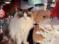 -咖法森林·咖啡  酒吧(天河店)