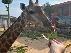 -西霞口神雕山野生动物世界