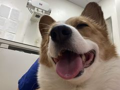 -柏萃动物医院·骨科·牙科