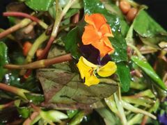 -全聚德(长江路店)