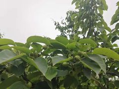 -国际非物质文化遗产博览园