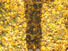 -千年银杏谷文化旅游区