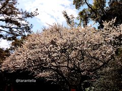 -热田神宫