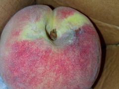 雪桃-水果天空(东葛店)