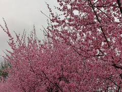 -白塘生态植物园