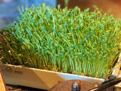 鲜豆豌豆苗-湊湊火锅·茶憩(上海合生汇店)