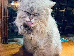 -more than meow吴止猫主题餐厅(承德 中船汇店)